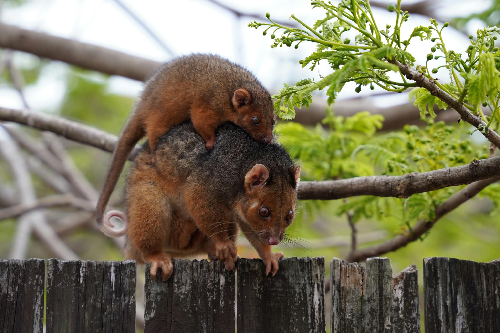 Ringtail Possum