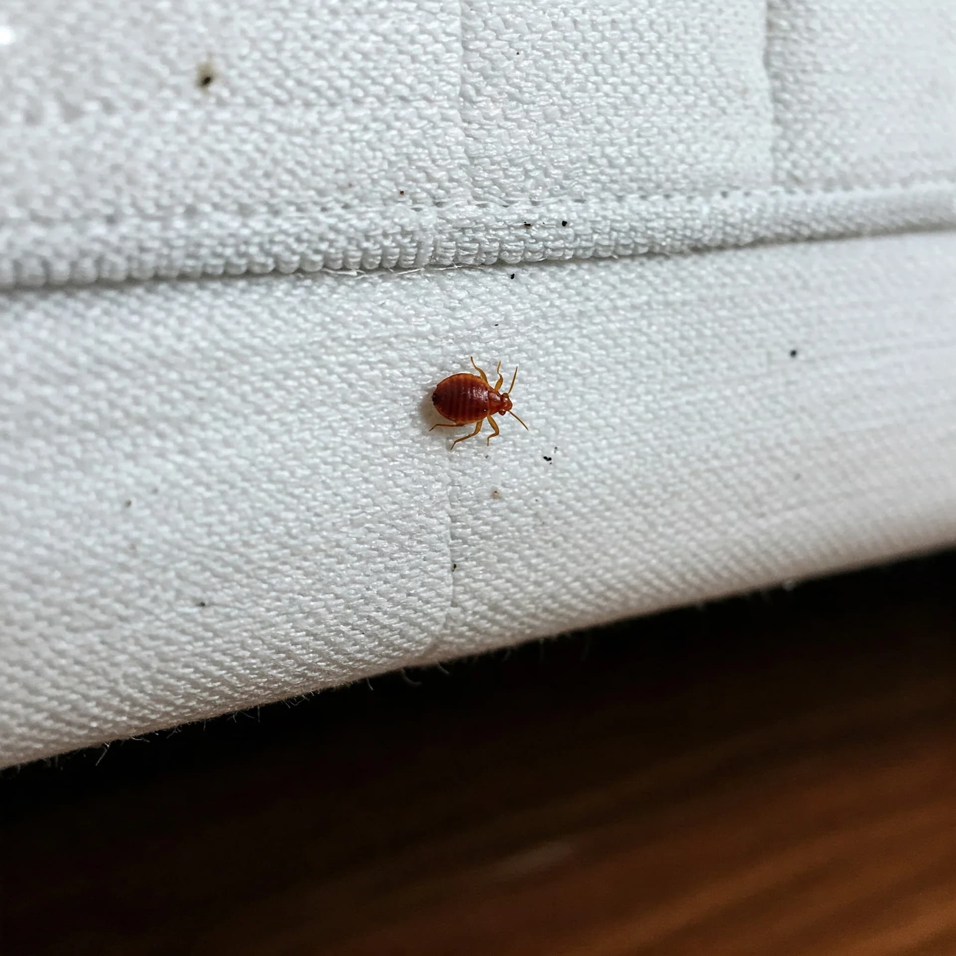 Bed Bug Control