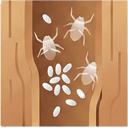 Icon for Shed skins or white eggs in furniture joints