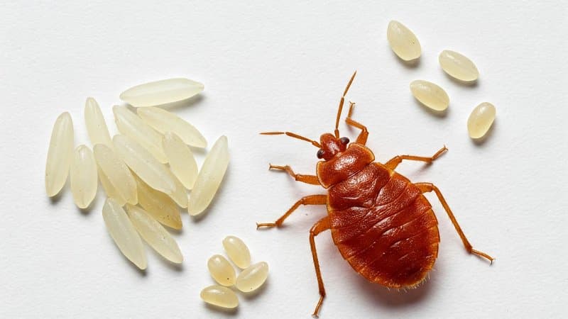 Eggs - Bed Bug Lifecycle Stage
