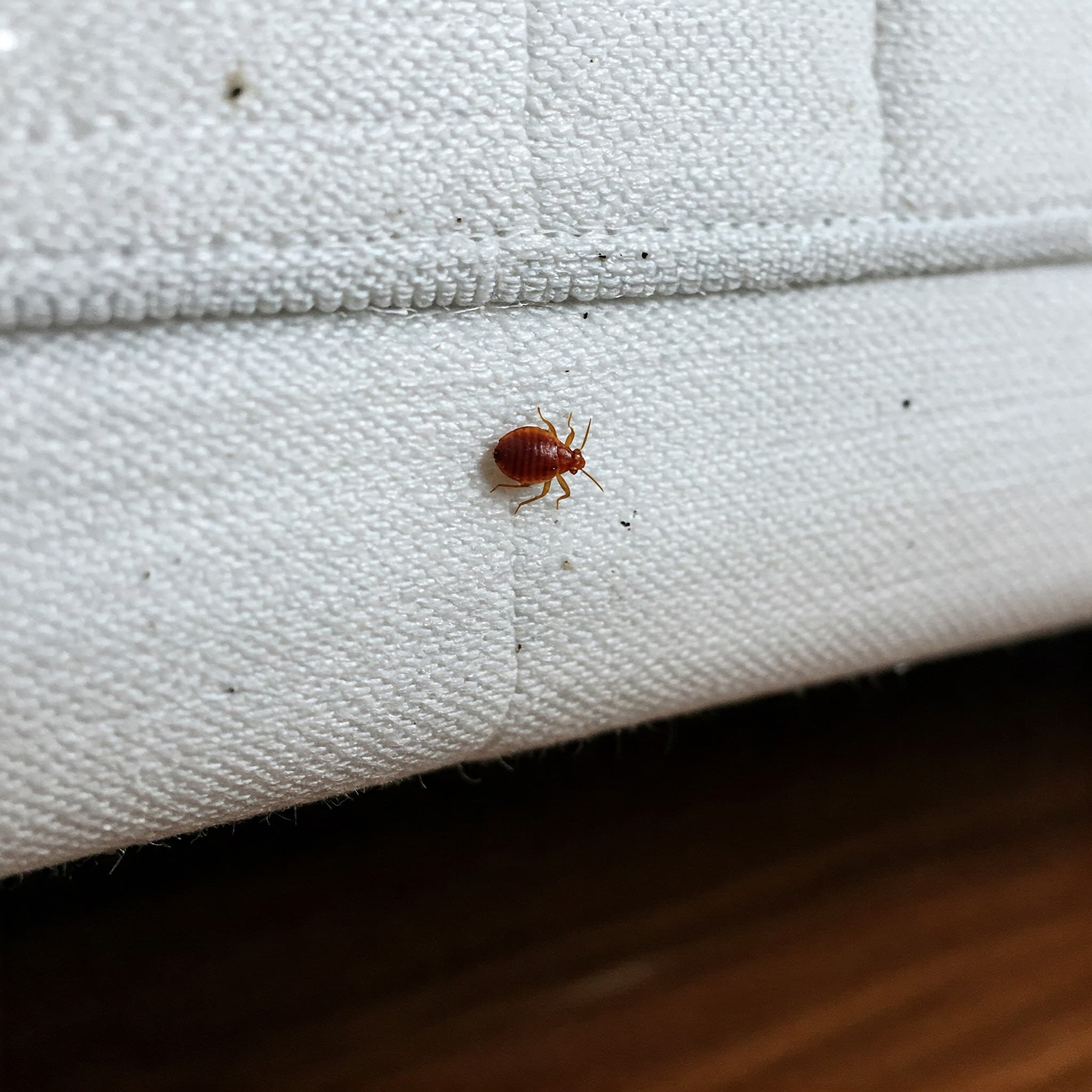 Bed Bugs - Child Care Pest Control