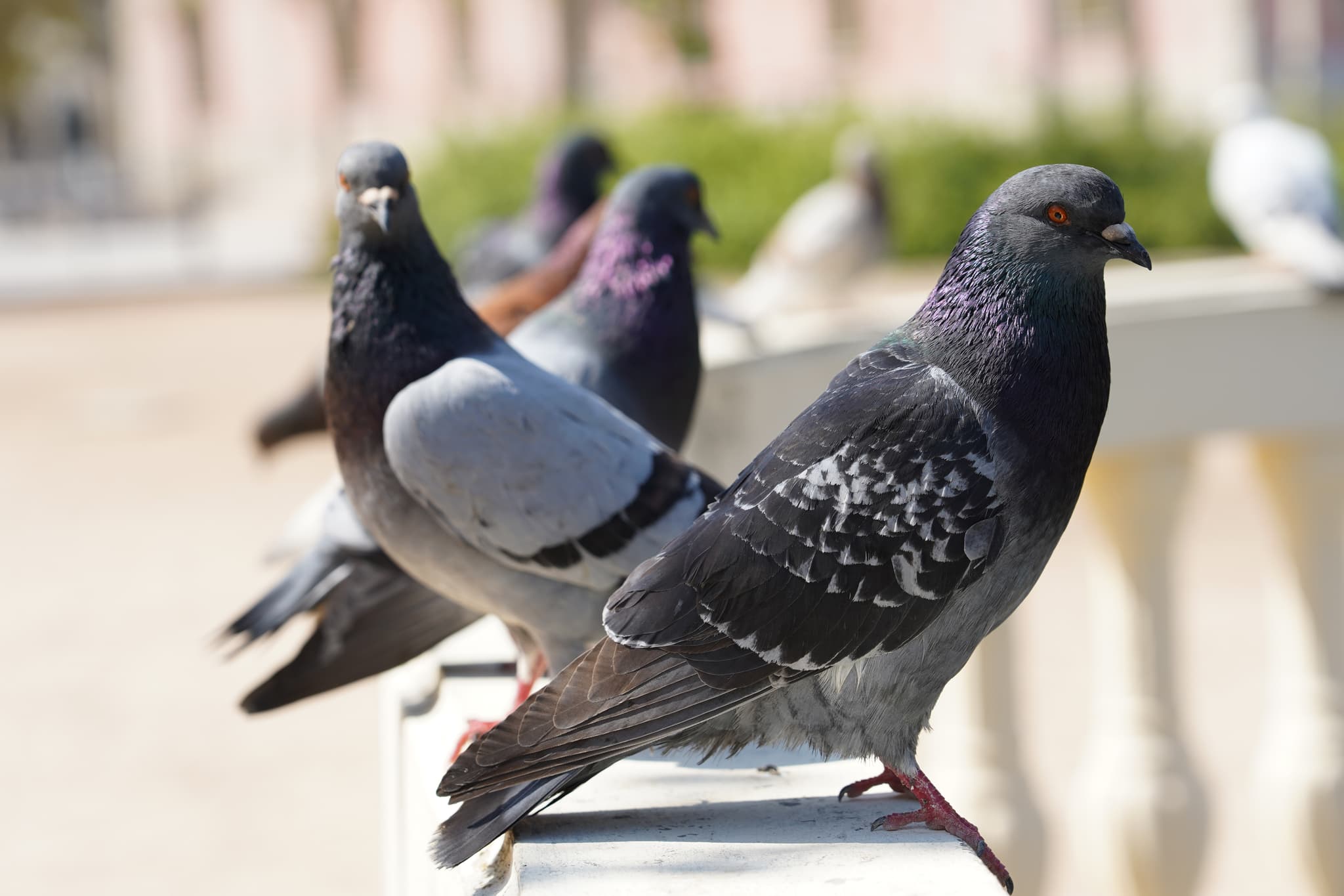 Birds - Food Processing Pest Control