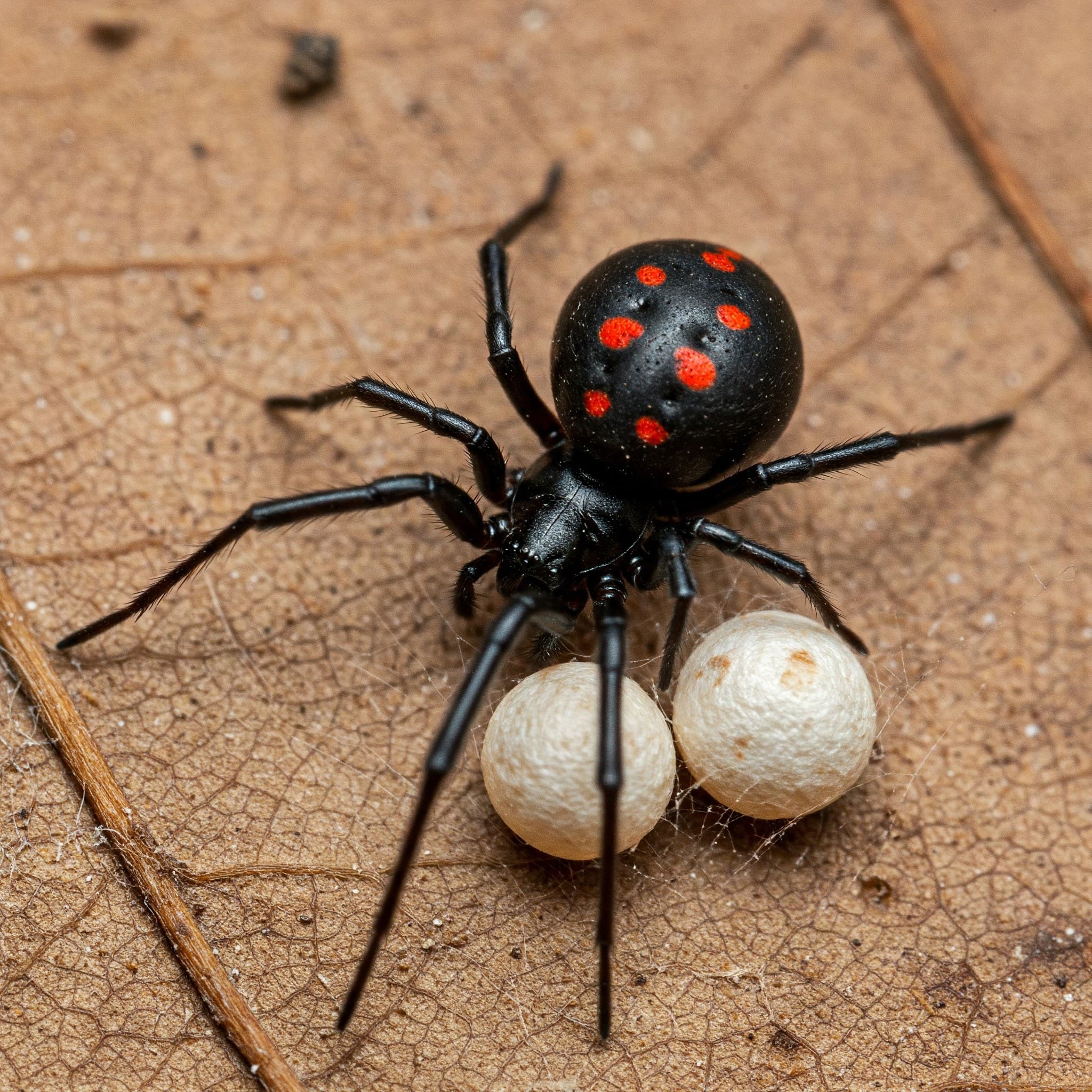 Black Widow Spider - T47 Pest Control