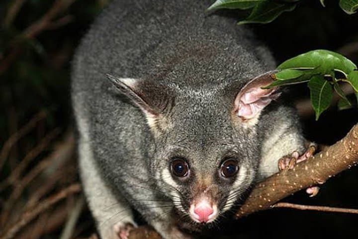 Brushtail Possum