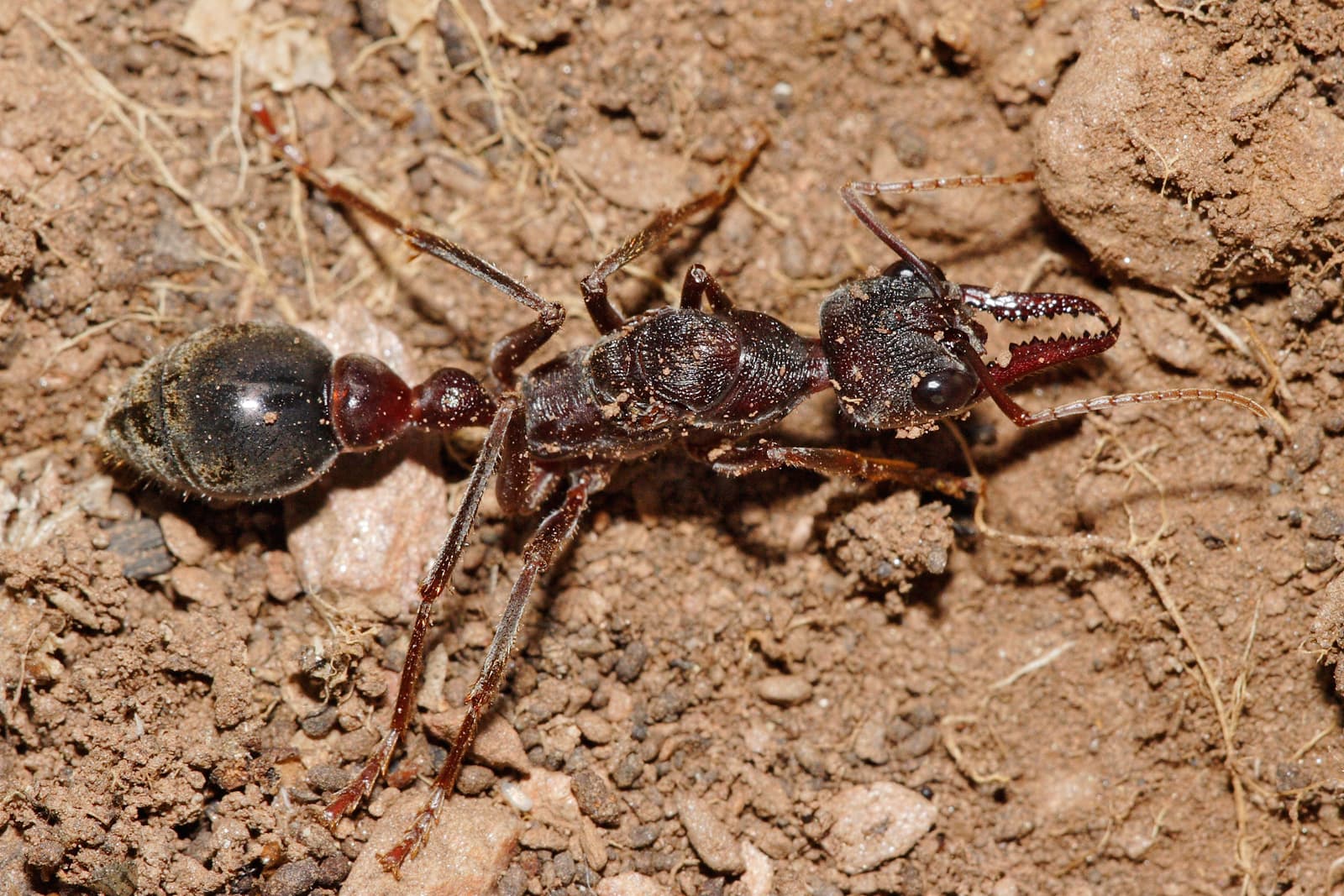 Australian Bulldog Ant - T47 Pest Control