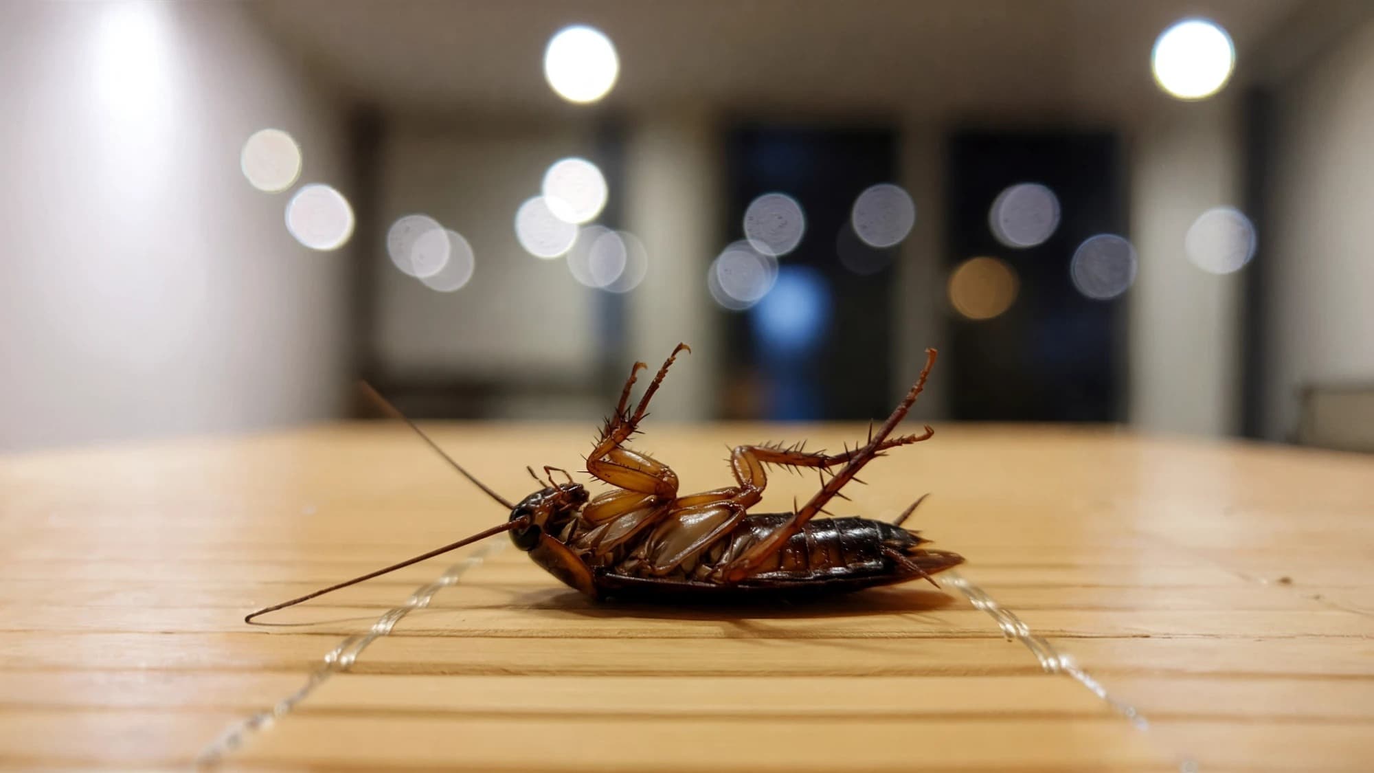 Cockroach Prevention Tips