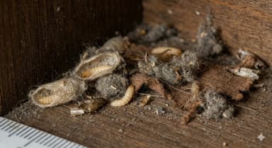 Larvae or cocoons found in dark corners or cupboards