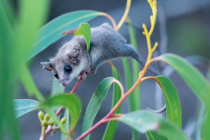 Mountain Pygmy Possum