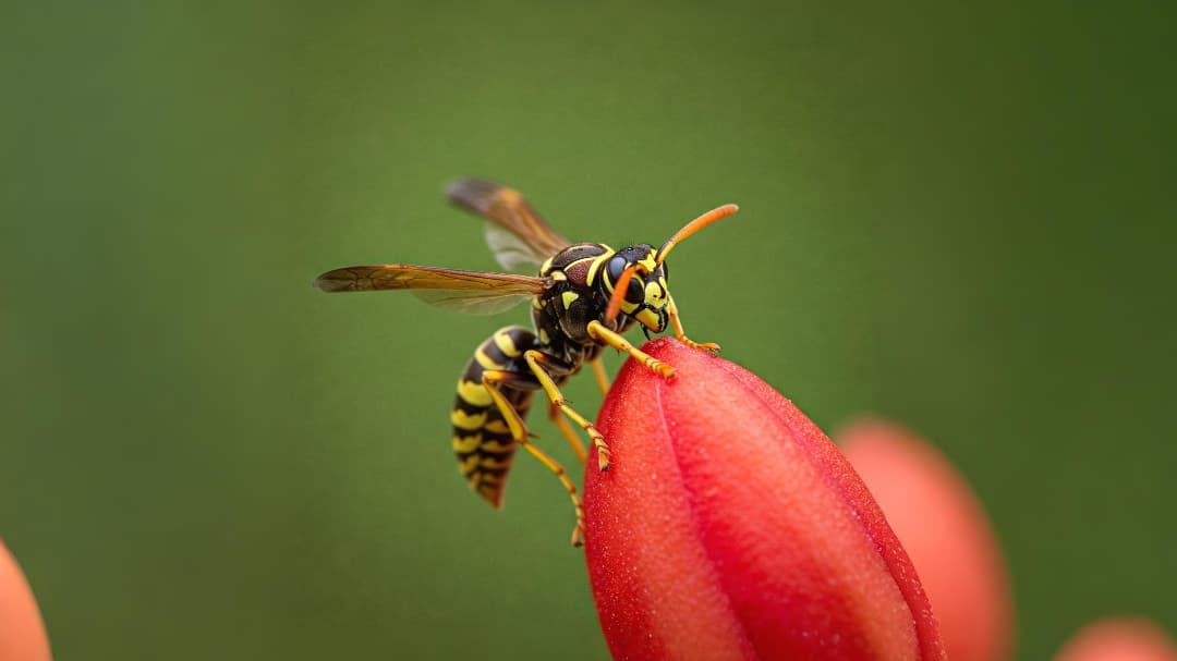 Paper Wasp - T47 Pest Control