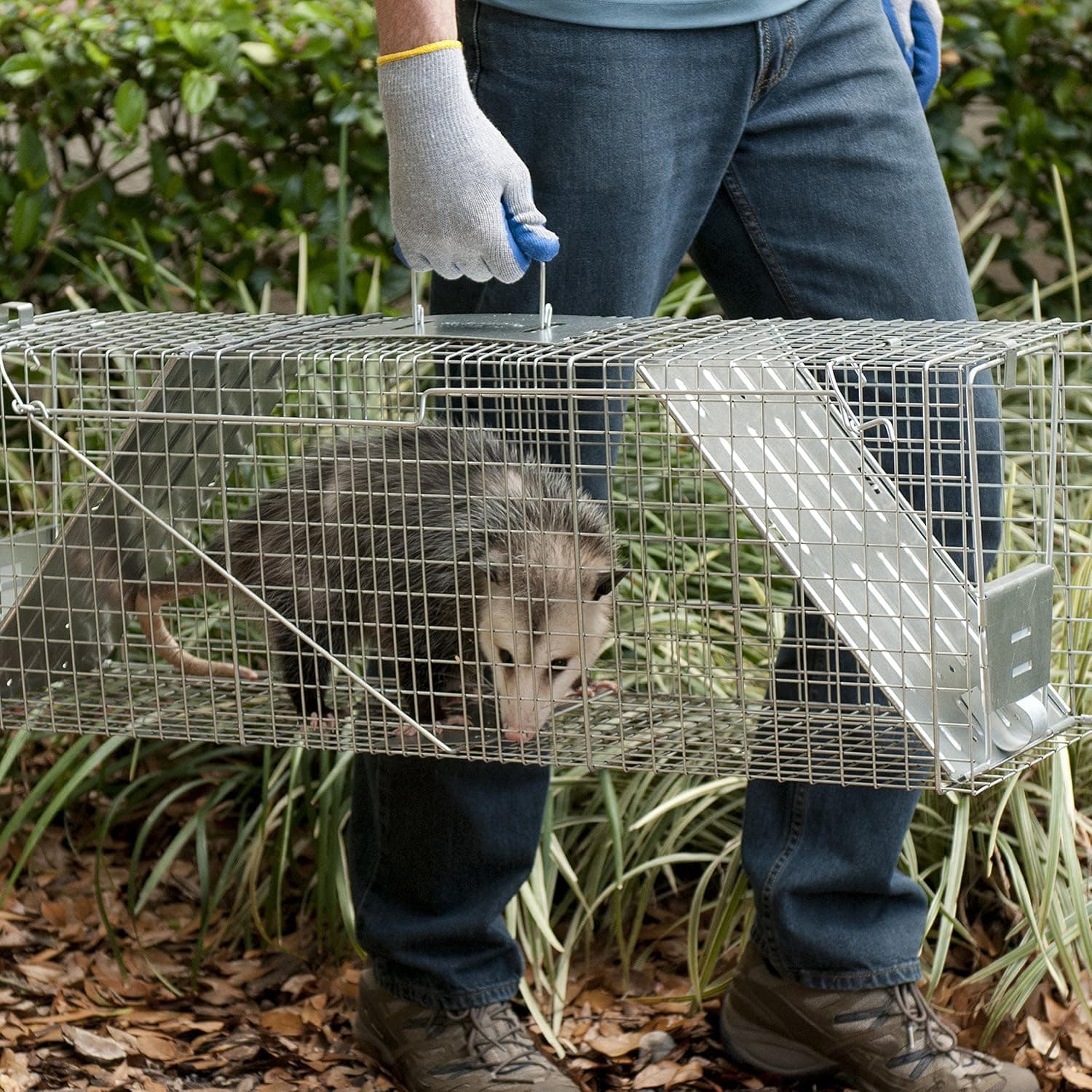 Humane Possum Management Process