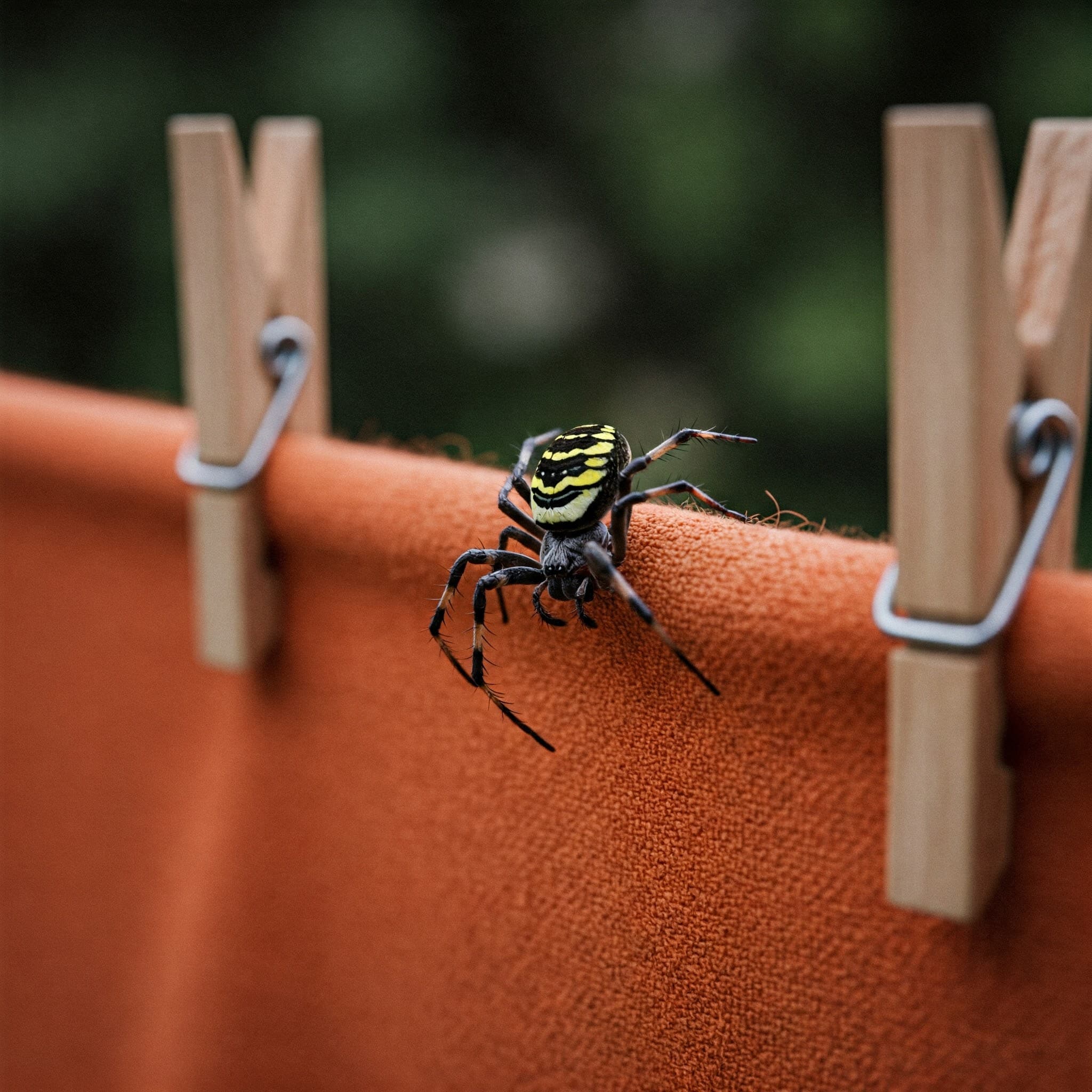 Spiders - Office Pest Control
