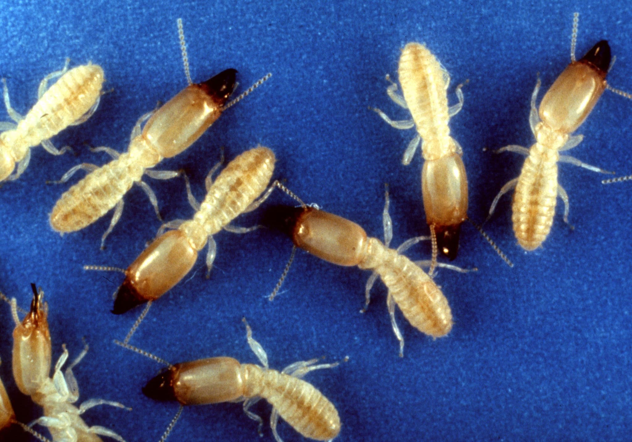 Subterranean Termites - T47 Pest Control