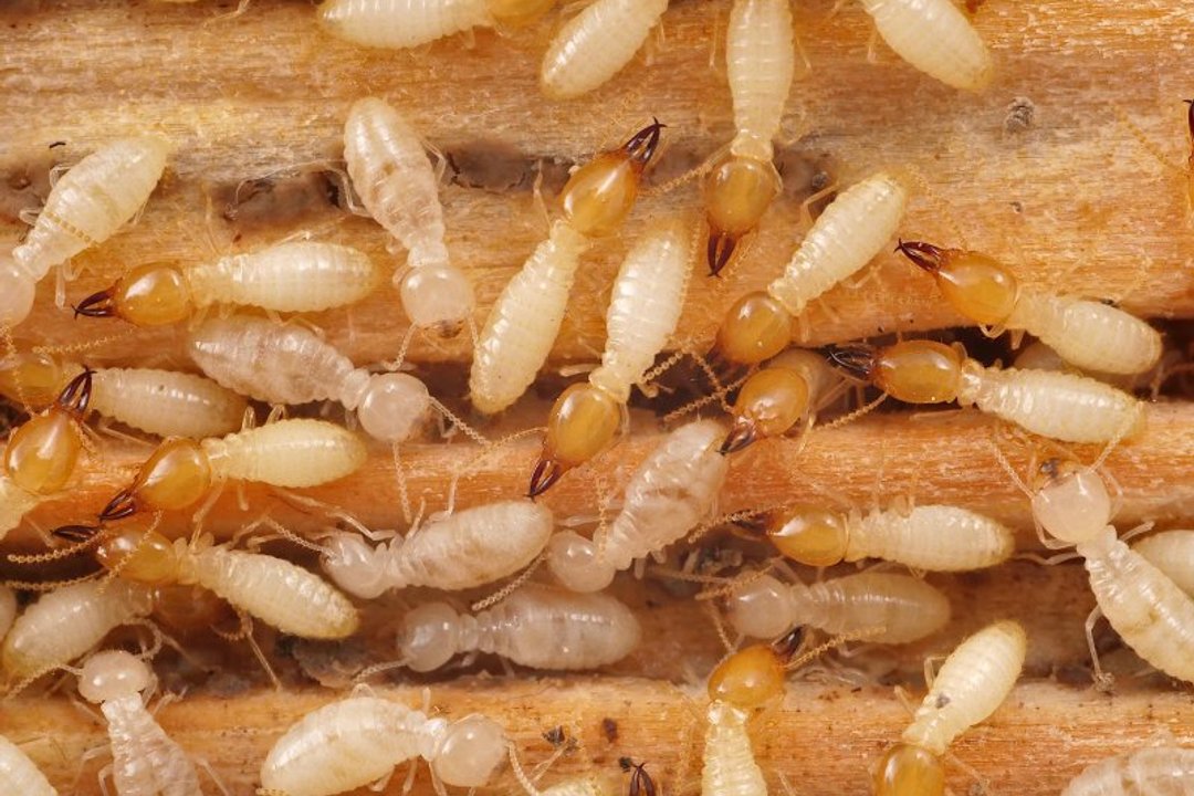 Complete Termite Solutions